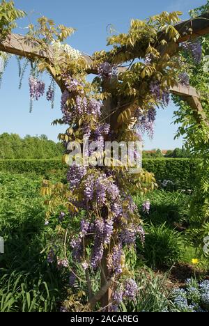 Wisteria floribunda Shiro Noda, Japanische blau-grüne Gentechnik Stockfoto