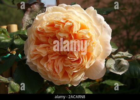 Rosa Crown Princess Margareta, Englische Rose Stockfoto