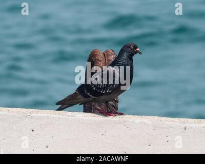 Glänzender Vogel, Dunkelgrau, fast schwarze gefederte Taube auf einem Betonblock am Meer Stockfoto