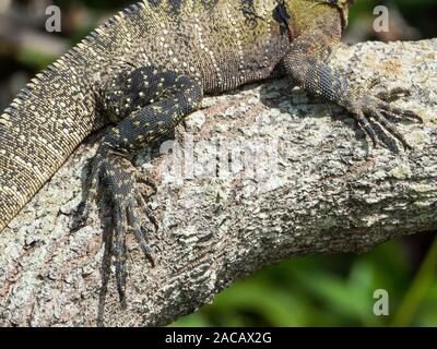 Nahaufnahme von gemusterten und strukturierten Eidechsenkeulen auf einem rauhen, strukturierten Baumzweig, Australien Stockfoto