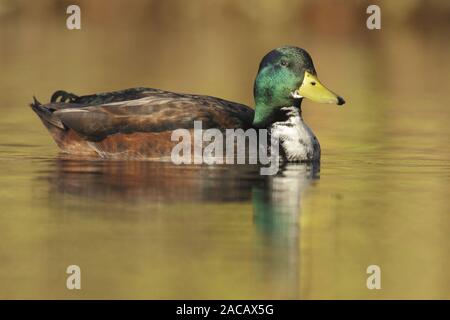 Wildente, Stockente, Anas Platyrhynchos, stockente Stockfoto