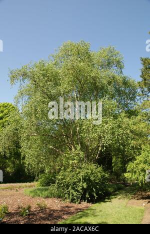 Birke Betula Utilis, Himalaya, himalayan Birke Stockfoto