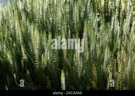 Hippuris vulgaris, tanne Staubwedel, Mares Schwanz Stockfoto