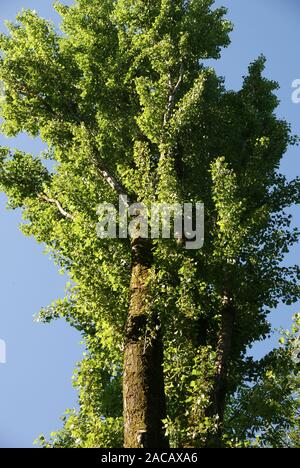 Schwarzpappel Populus nigra, Pappel, schwarz Stockfoto