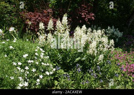 Weißer Diptam dictamnus Albus, ditany, Weiß Stockfoto