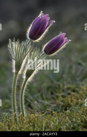 (Gemeinsame) Pasque flower [Pulsatilla vulgaris, Syn.: Anemone Pulsatilla], Deutschland Stockfoto