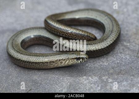 Langsam - Wurm, blindworm, (Anguis fragilis), langsam - Wurm, blindworm Stockfoto