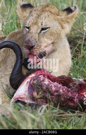 Afrikanischer Löwe (Panthera leo), Krüger Nationalpark, Südafrika Stockfoto