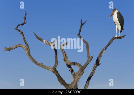 Marabu (Leptoptilos crumeniferus), Marabu Stockfoto