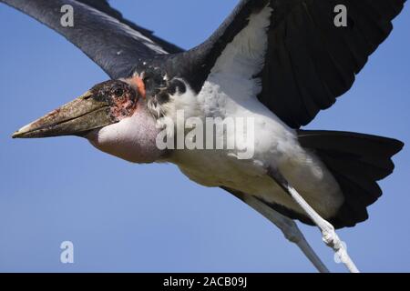 Marabu (Leptoptilos crumeniferus), Marabu Stockfoto