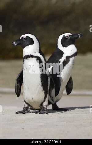 Spectacled Pinguin, (Spheniscus demersus), Jackass Pinguin Stockfoto