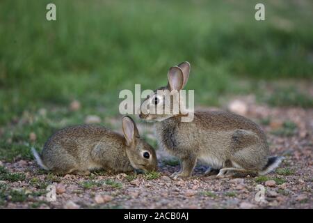 Wilde Kaninchen, junge Tiere, (Oryctolagus cuniculus), Deutschland Stockfoto