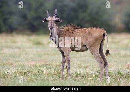 Elenantilope, tragelaphus Oryx Stockfoto