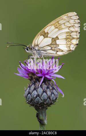 Schachbrett (Melanargia galathea, Schmetterling,), marmoriert Weiß Stockfoto