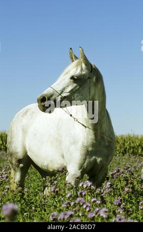 Arabian Horse, arabische Vollblüter, warmblüter, Pferd Stockfoto