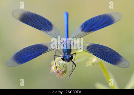 Gebändert, Dragonfly, Calopteryx splendens Stockfoto