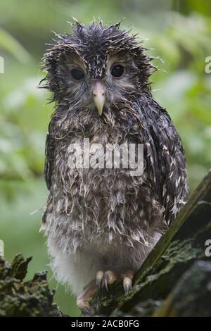 Ural Owl, jungen Vogel, Strix uralensis, Habicht, Junge Stockfoto