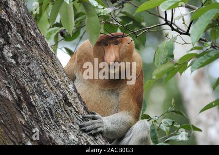 Nasale monkey Männlich/Proboscis Monkey/Nasalis larvatus Stockfoto