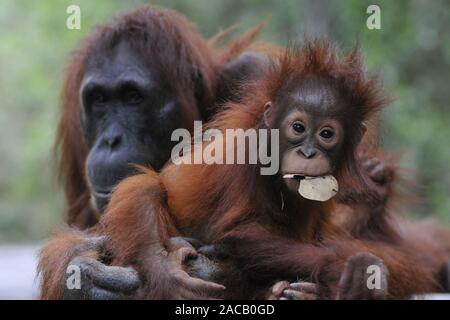 Borneo-Orang-Utan Mutter mit Jungen/Orang-utan/Pongo pygmaeus Stockfoto