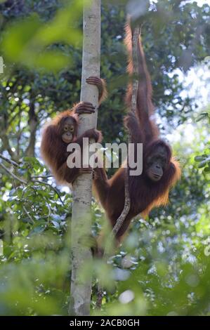 Borneo-Orang-Utan Weibchen mit Jungen/Orang-utan/Pongo pygmae Stockfoto