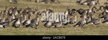 Blaessgänse, Anser albifrons, Niederrhein, Deutschland Stockfoto