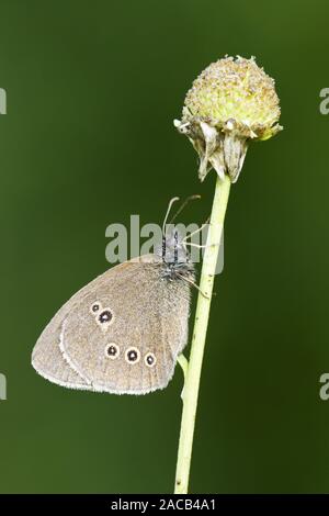 Braun Wald Vogel Stockfoto