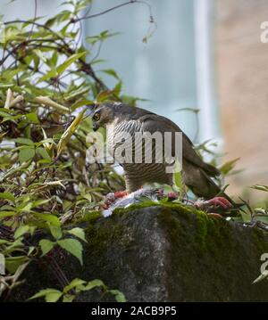 Frau Sperber (Accipiter nisus) Fütterung auf der Ringeltaube (Columba palumbus) in einem städtischen Hinterhof, Glasgow, Schottland. Stockfoto