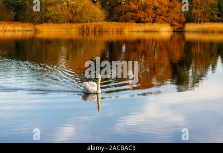 Höckerschwan (Cygnus olor) Schwimmen auf dem See in Frensham kleinen Teich, ein beliebtes Erholungsgebiet in der Nähe von Farnham, Surrey, im Winter Stockfoto