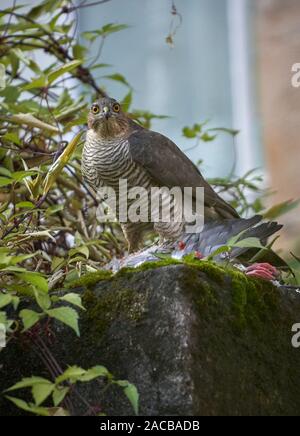 Frau Sperber (Accipiter nisus) Fütterung auf der Ringeltaube (Columba palumbus) in einem städtischen Hinterhof, Glasgow, Schottland. Stockfoto