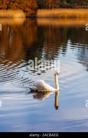 Höckerschwan (Cygnus olor) Schwimmen auf dem See in Frensham kleinen Teich, ein beliebtes Erholungsgebiet in der Nähe von Farnham, Surrey, im Winter Stockfoto