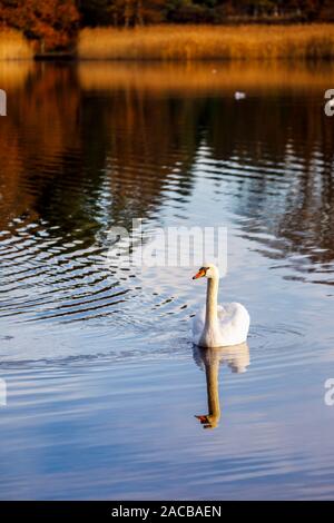 Höckerschwan (Cygnus olor) Schwimmen auf dem See in Frensham kleinen Teich, ein beliebtes Erholungsgebiet in der Nähe von Farnham, Surrey, im Winter Stockfoto