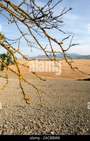 Die ländlichen Sommer Ackerland Landschaft Landschaft des Val d'Orcia in der Nähe von Pienza Toskana Italien Europa - Crete Senesi Stockfoto