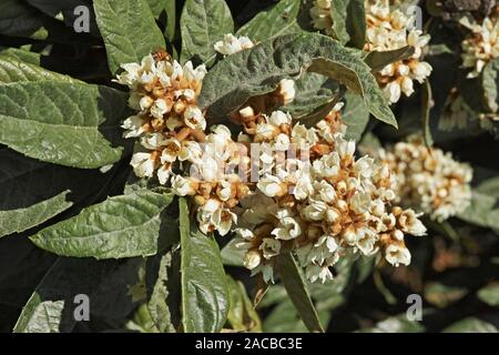 Detail der Blumen und die Blätter der Loquat Baum Stockfoto