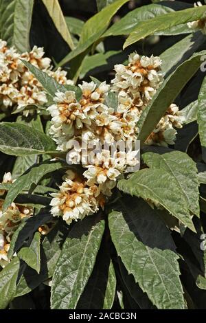 Blätter und Blüte rispe der Loquat Baum Stockfoto