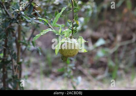 Reifer Granatapfel Obst auf Ast. Reife Granatäpfel mit Granatapfel Blumen im Garten Stockfoto