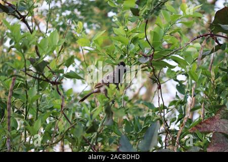 Red belüftete bulbull auf Ästen thront. Nette kleine Vogel bulbul. Natur Hintergrund. Stockfoto