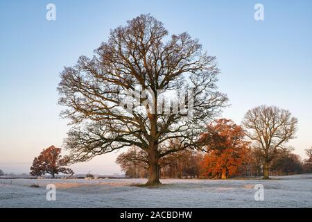 Quercus robur. Eiche im winter frost in der englischen Landschaft. Könige Sutton, Northamptonshire. Großbritannien Stockfoto