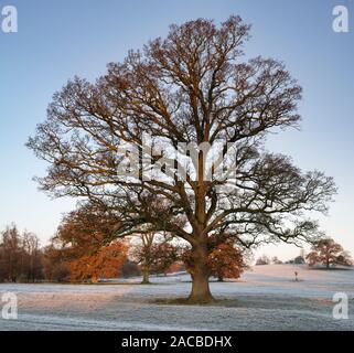 Quercus robur. Eiche im winter frost in der englischen Landschaft. Könige Sutton, Northamptonshire. Großbritannien Stockfoto