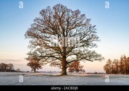 Quercus robur. Eiche im winter frost in der englischen Landschaft. Könige Sutton, Northamptonshire. Großbritannien Stockfoto