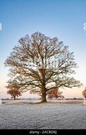 Quercus robur. Eiche im winter frost in der englischen Landschaft. Könige Sutton, Northamptonshire. Großbritannien Stockfoto