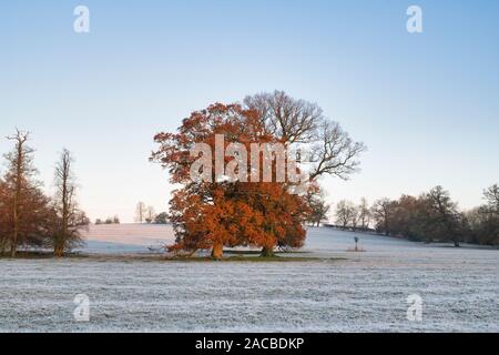 Quercus robur. Eichen der Winter Frost in der englischen Landschaft. Könige Sutton, Northamptonshire. Großbritannien Stockfoto