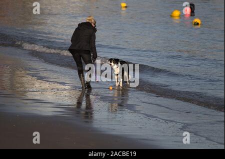 New Quay Ceredigion Wales/UK am 29. November 2019: Hund spazieren und Spielen mit einem Tennisball fetch der Strand am Meer. Stockfoto