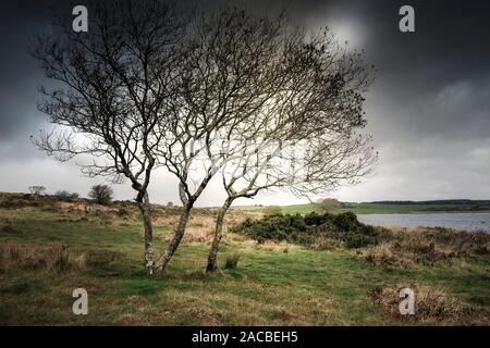 Bäume wachsen auf einem windgepeitschten Colliford See am Bodmin Moor in Cornwall. Stockfoto