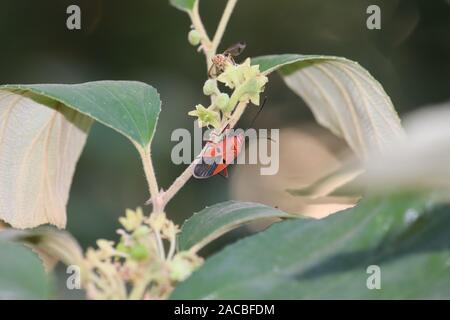 Nahaufnahme eines Käfers sitzt auf einem grünen Blatt im Sommer. Nahaufnahme Makroaufnahme eines Firebug (Pyrrhocoris apterus) auf einem grünen Blatt Stockfoto