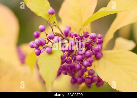 Japanische beautyberry (callicarpa japonica) im Herbst, gesehen im Botanischen Garten Berlin-Dahlem Stockfoto