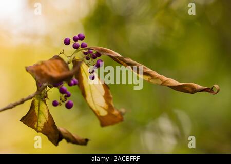 Strauch von Beautyberry (callicarpa Dichotoma) mit violetten Beeren im Herbst und gelbe Blätter Stockfoto