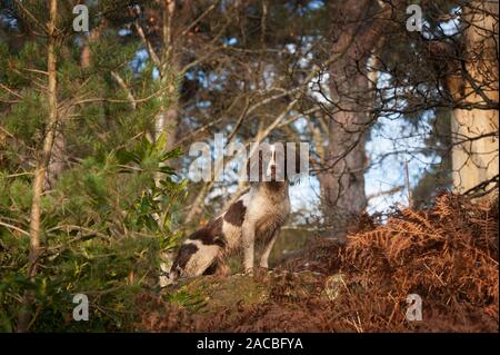Springer Spaniel Stockfoto