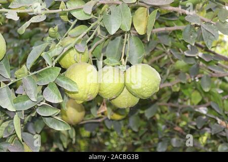 Nahaufnahme grün Kalk und Wasser auf der Oberfläche der Kalk verlassen und Limetten. Lemon Tree mit grünen Zitronen Stockfoto