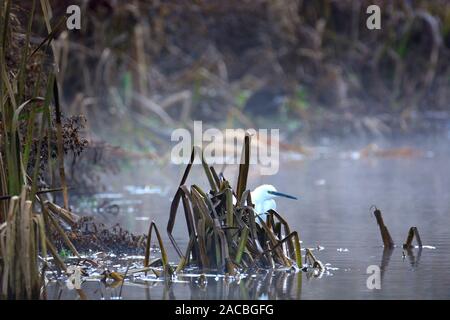 Lose Dorf, Kent, Großbritannien. 2. Dez, 2019. Nebel steigt aus dem Stream als vilage resident Seidenreiher (Egretta garzetta) für den frühen Morgen essen aussieht. Stockfoto