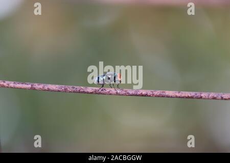 Auf dem Draht Fliegen. Schlag fliegen Art Lucilia caesar. Makro Nahaufnahme eines Insekts auf Draht Hintergrund Stockfoto